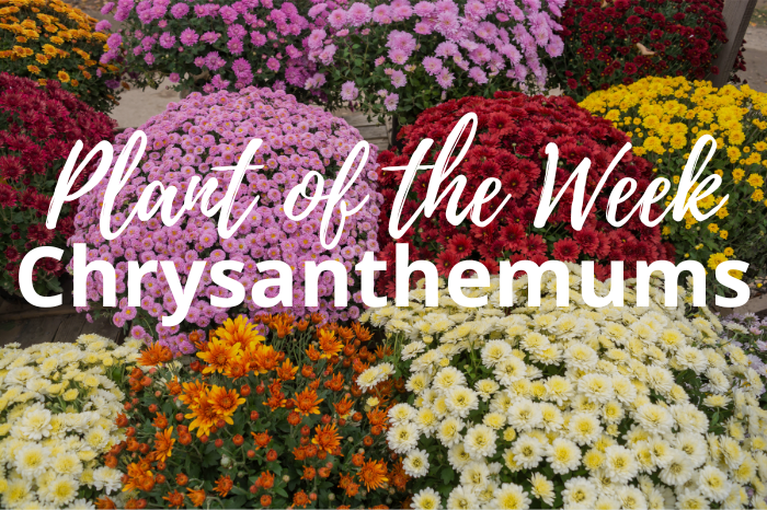 Plant of the week Chrysanthemums Kings Garden and Leisure