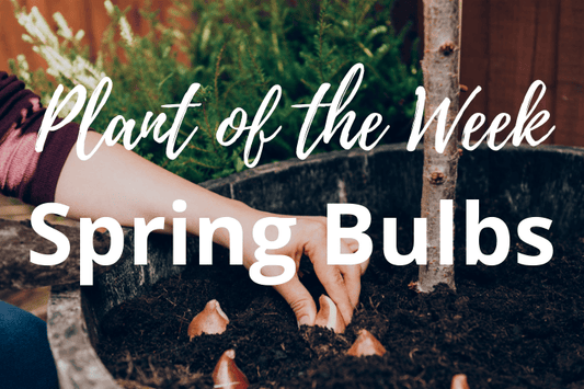 Plant of the Week: Spring Bulbs – Plant Now for a Blooming Garden Next Year!