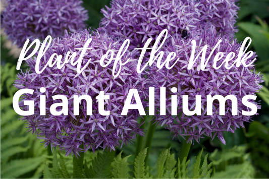 Plant of the Week – Giant Alliums: The Stunning Showstoppers for Your Garden