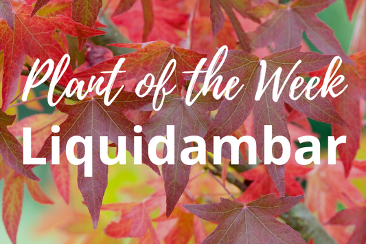 Liquidambar: The Autumn Showstopper with a Dino-Era Twist!