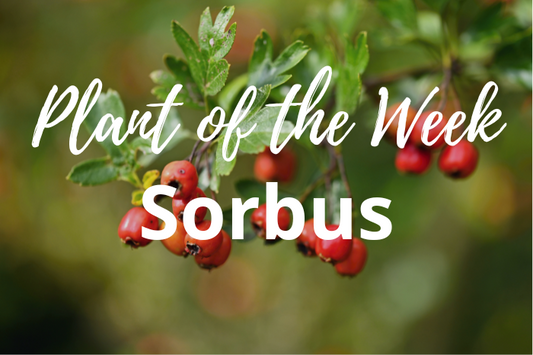 Sorbus Magic: Add Year-Round Colour and Wildlife to Your Garden