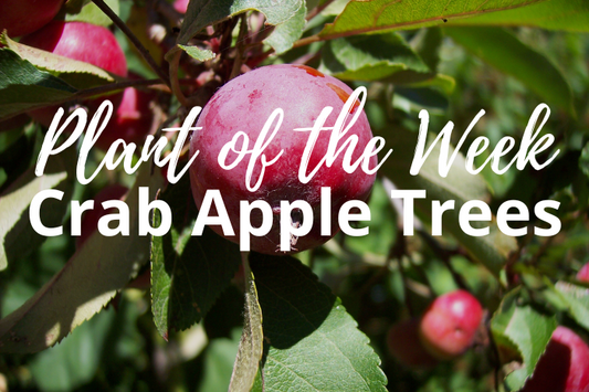 Why the Crab Apple Tree is Your Garden's Secret Weapon for Year-Round Charm